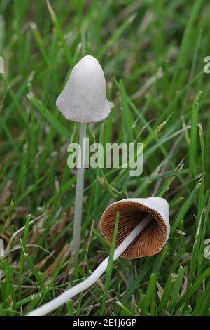 Conocybe albipes, früher auch Conocybe lactea und Conocybe apala genannt, bekannt als weiße Dunce Cap oder milchige Konecap, Wildpilz aus Finnland Stockfoto