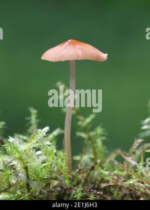 Conocybe so, ein Conecap-Pilz, der auf moosigem Rasen in Finlansd wächst Stockfoto