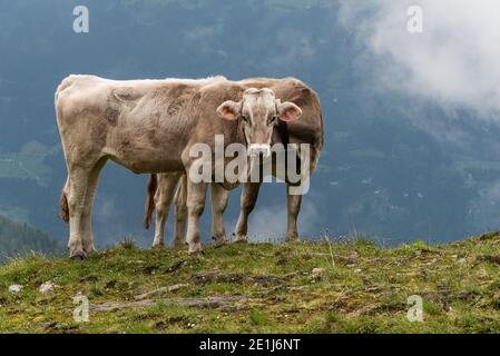 Zwei Almkühe mit einem Kopf auf einem Feld von wildblumen in den malerischen Bergen in den Alpen von Österreich Stockfoto