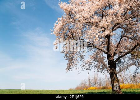 Kirschblüten auf Grasfeld im Frühjahr in Seosan, Korea Stockfoto