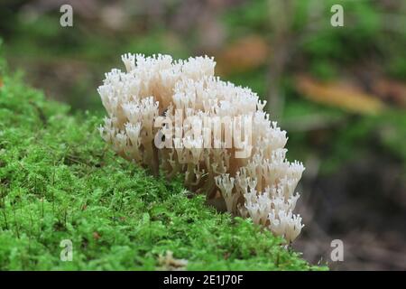 Artomyces pyxidatus, bekannt als Kronkoralle, Kronkorallenpilz oder Kandelaber-Koralle, Wildpilz aus Finnland Stockfoto