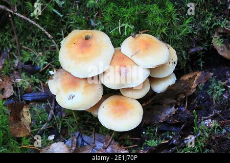 Hypholoma capnoides, bekannt als Conifer Tuft, Speisepilze aus Finnland Stockfoto