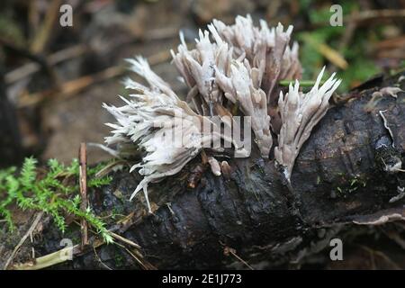 Thelephora penicillata (syn. Phylacteria mollissima), bekannt als Urchin Earthfan, wilder Pilz aus Finnland Stockfoto
