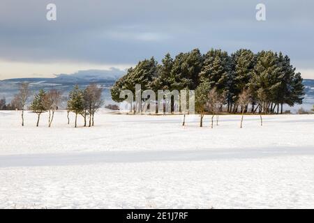 Bäume im Schnee auf dem Golfplatz, Ribble Valley Stockfoto