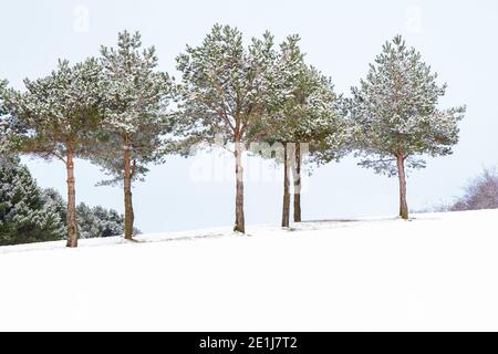 Bäume im Schnee auf dem Golfplatz, Ribble Valley Stockfoto