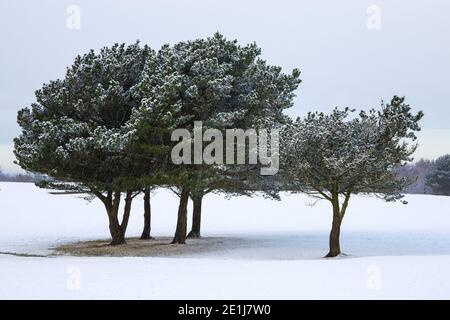 Bäume im Schnee auf dem Golfplatz, Ribble Valley Stockfoto