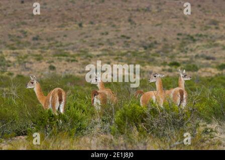 Guanacos, La Pampa, Argentinien Stockfoto