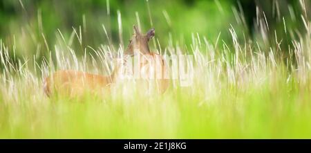 Mutter sambar Hirsch Pflege Fawn in Blumenfeld im Sommer, immergrünen Wald Hintergründe. Khao Yai Nationalpark. Weltkulturerbe, Thailand. Stockfoto