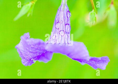 Frische Ruellia tuberosa oder Minnieroot mit Wassertropfen nach dem Regen, Wassertropfen auf violette Blume auf verschwommenem Naturhintergrund. Nahaufnahme. Stockfoto