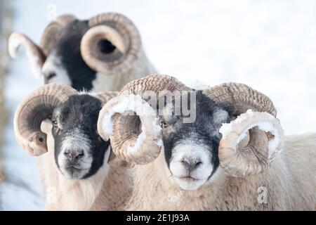 Auchengrey, South Lanarkshire. Wetter, 7. Januar 2021: Schwarzgesicht rammt Futter im Schnee in der Nähe von Auchengrey, South Lanarkshire, Schottland, Großbritannien. . Quelle: Ian Rutherford/Alamy Live News. Stockfoto