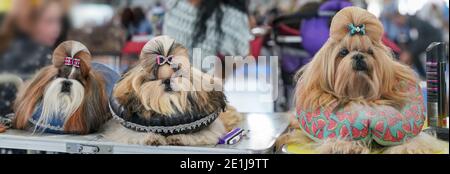 Gruppe von Shih Tzu Hunden, sitzen auf Kissen, Haare werden gepflegt, bunt glitzernden Schleife Clips oben, bei Hund Show Contest Stockfoto