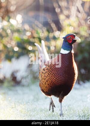 Ein männlicher Fasane (Phasianus colchicus), der nach einem Schneefall auf einem frostigen Boden in einem ländlichen Garten in Wakefield, West Yorkshire, nach Nahrung sucht. Stockfoto