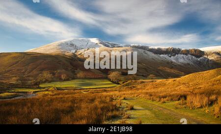 Große Dummacks im Schnee. Stockfoto