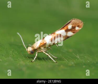 Argyresthia goedartella Mikromotte in Ruhe auf Brambleaf. Tipperary, Irland Stockfoto