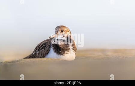 Am frühen Morgen erleuchteten die Sonnenaufgänge den Turnstone, der zwischen den Steinen an der Pier-Wand saß. Stockfoto