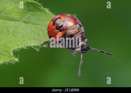 Blaue Shieldbug letzte Instarnymphe (Zicrona caerulea) am Rand des Pflanzenblattes. Tipperary, Irland Stockfoto