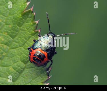 Blaue Shieldbug letzte instar Nymphe (Zicrona caerulea) ruht auf Pflanzenblatt. Tipperary, Irland Stockfoto