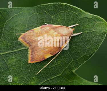 Carcina quercana Motte ruht auf Eichenblatt. Tipperary, Irland Stockfoto