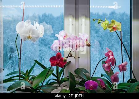 Motte Orchideen, die im Winter auf der Fensterbank blühen. Einsatz von künstlichem Licht in der Hauspflanzenpflege Stockfoto