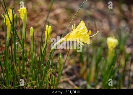 Crocus ‘Gypsy Girl’ blüht Mitte Winter, Nahaufnahme natürliches Blumenportrait Stockfoto