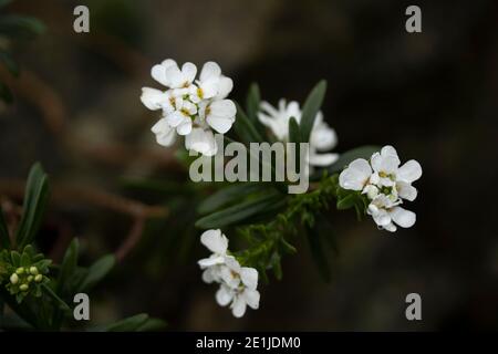 Iberis saxatilis (Candytuft) Pflanze und Laub mit kleinen weißen Blüten In einem alpinen Garten Stockfoto
