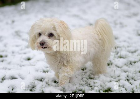 Niedliche kleine langhaarige weiße Havanese Mischung Hund spielen im Freien in Der Garten im Winter Schnee sieht alertly zur Seite Stockfoto