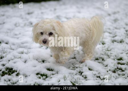 Niedliche kleine weiße Havanese mischen Welpen spielen in einem frischen Schneefall im Garten an einem kalten Wintertag in Ein saisonales Konzept Stockfoto