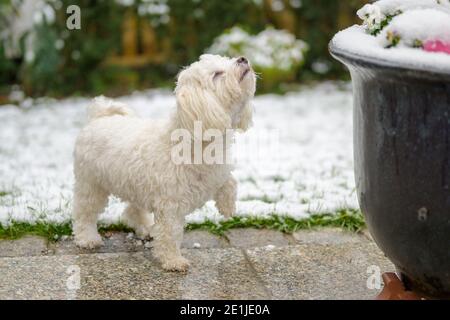 Liebenswert kleinen weißen maltesischen Havanese mischen weißen Hund stehen auf Nasse Terrasse Pflaster in einem Wintergarten mit Schnee schnüffeln Die Luft Stockfoto