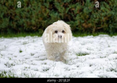 Junge Malteser Cross Dog toben im Winter Schnee im Freien in Der Garten steht und schaut neugierig auf die Kamera mit Copyspace Stockfoto