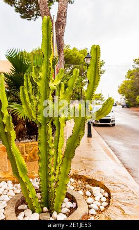 Verschiedene Arten von Kakteen und schönen grünen Pflanzen auf Mallorca in Spanien. Stockfoto