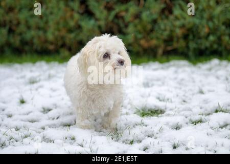 Nachdenklicher kleiner weißer maltesischer Havanesischer Mischhund, der im Winter steht Blick auf den Schnee Stockfoto