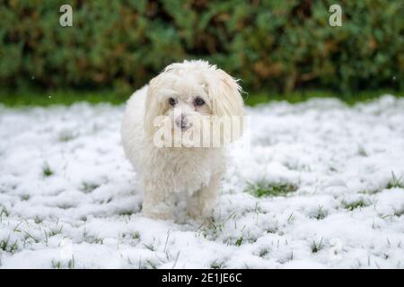 Nachdenklicher kleiner weißer maltesischer Havanesischer Mischhund, der im Winter steht Blick auf den Schnee Stockfoto