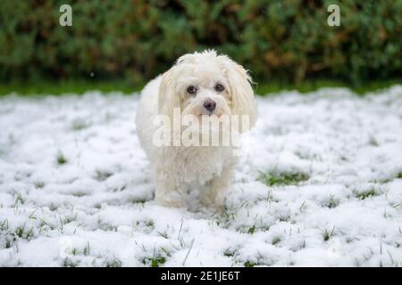 Nachdenklicher kleiner weißer maltesischer Havanesischer Mischhund, der im Winter steht Schnee schaut zur Seite mit einem neugierigen Ausdruck Mit Copyspace Stockfoto