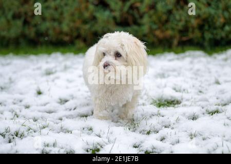 Nachdenklicher kleiner weißer maltesischer Havanesischer Mischhund, der im Winter steht Schnee schaut zur Seite mit einem neugierigen Ausdruck Mit Copyspace Stockfoto