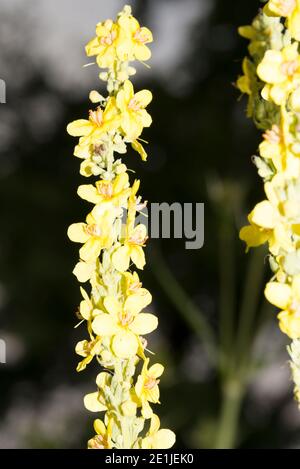 Auffällige Königskerze (Verbascum Speciosum) Stockfoto