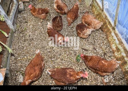 Draufsicht auf Legehennen Hühner essen auf einem Haus Bauernhof Stockfoto