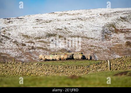 Swaledale Mutterschafe füttern Heu, Leagram, Chipping, Preston, Lancashire. Stockfoto