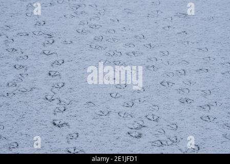 Entenwege im Schnee auf dem Dorfmühlenteich, Chipping, Preston, Lancashire. Stockfoto