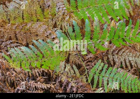 Bracken (Pteridium aquilinum) im Herbst, Northumberland National Park, Großbritannien Stockfoto