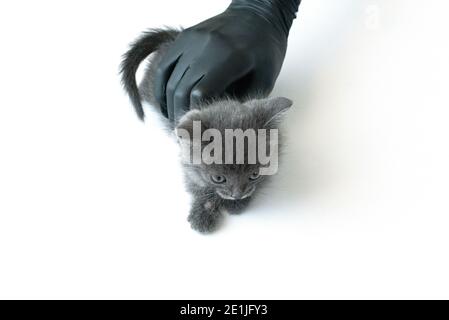 Entziehen Nahaufnahme auf der Haut einer Katze. Krankheiten von Haustieren. Stockfoto