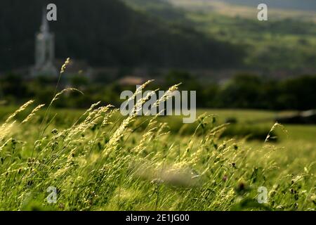 Hohes Gras auf einem Feld in Siebenbürgen, Rumänien Stockfoto