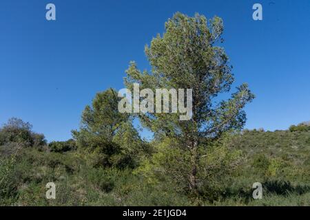 Mediterrane Wälder - Pinus halepensis Wald Stockfoto