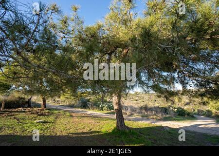 Mediterrane Wälder - Pinus halepensis Wald Stockfoto