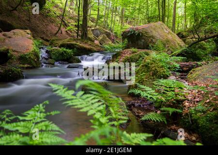 Schlucht Karlstalsschlucht im pfälzischen Forst, bei Trippstadt, fließendes Wasser, Farne und Felsen, auf dem Jakobsweg Stockfoto