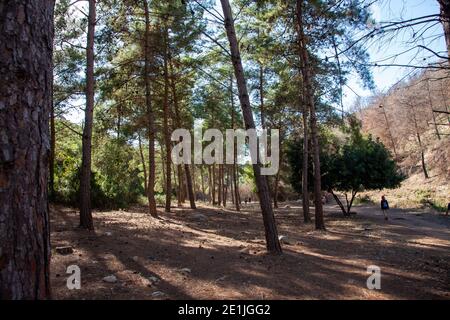 Mediterrane Wälder - Pinus halepensis Wald Stockfoto