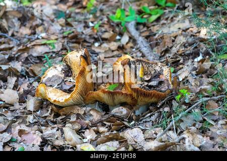 Safranmilchkappe und roter Kiefernpilz, Lactarius deliciosus Stockfoto