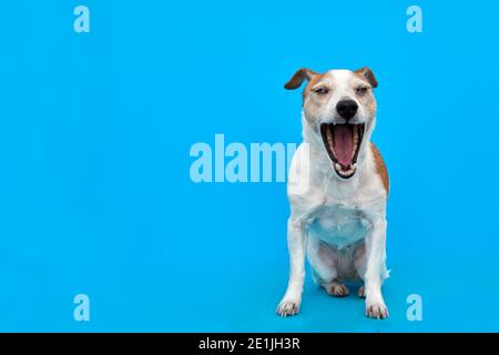 Liebenswert Jack Russell Terrier Hund gähnend süß mit geschlossenen Augen Auf hellblauem Hintergrund im Studio Stockfoto