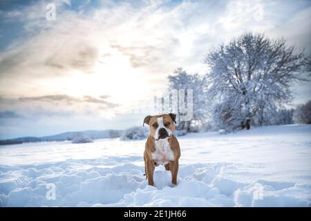 American Pit Bull Terrier im Schnee an einem kalten sonnigen Wintertag, gegen die Sonne Stockfoto