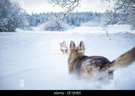 Zwei Hundefreunde spielen im Schnee, ein Schäferhund und ein Grubenbulle Stockfoto