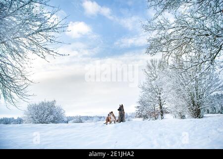 Zwei Hunde im Schnee an einem kalten Wintertag, ein Schäferhund und ein Grubenbulle Stockfoto